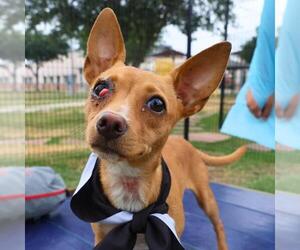 Chihuahua-Unknown Mix Dogs for adoption in San Antonio, TX, USA