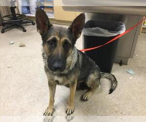 German Shepherd Dog-Unknown Mix Dogs for adoption in Riverside, CA, USA
