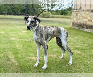Great Dane Dogs for adoption in PIPE CREEK, TX, USA