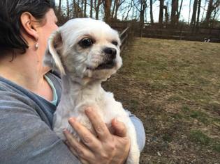 Medium Photo #1 Shih Tzu Puppy For Sale in Spring Lake, NJ, USA