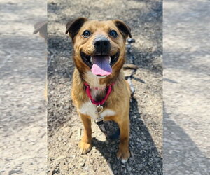 Retriever -Unknown Mix Dogs for adoption in Clarkesville, GA, USA