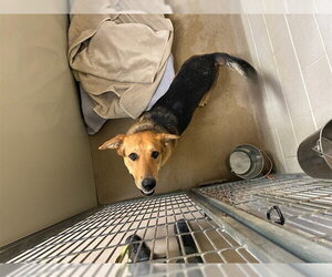 German Shepherd Dog Dogs for adoption in Santa Maria, CA, USA