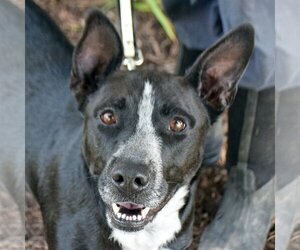 Border Collie-Unknown Mix Dogs for adoption in Huntley, IL, USA