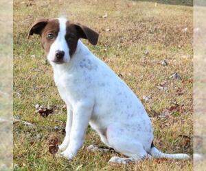 Small Beagle-German Shorthaired Pointer Mix