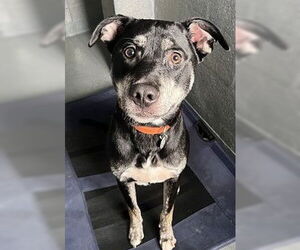 Shepradors Dogs for adoption in Fort Lauderdale, FL, USA