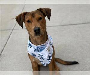 Redbone Coonhound-Unknown Mix Dogs for adoption in Tulsa, OK, USA