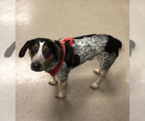 Beagle Dogs for adoption in La Porte, IN, USA