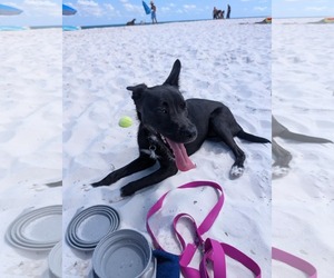 Mutt Dogs for adoption in Pensacola, FL, USA