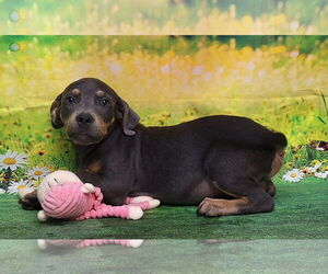 American Pit Bull Terrier-Dachshund Mix Dogs for adoption in Wetumpka, AL, USA