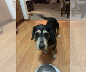 Mutt Dogs for adoption in Plainfield, IL, USA