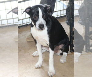 Boston Terrier-Unknown Mix Dogs for adoption in Bandera, TX, USA