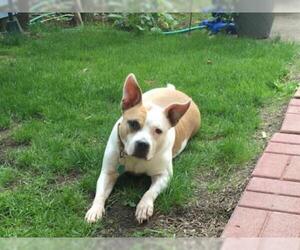 Beabull Dogs for adoption in Tonawanda, NY, USA