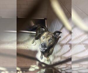 American Pit Bull Terrier-Unknown Mix Dogs for adoption in Stockton, CA, USA