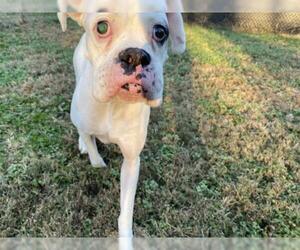 Boxer Dogs for adoption in Brentwood, TN, USA