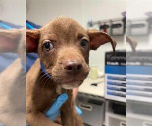 American Pit Bull Terrier-Unknown Mix Dogs for adoption in Bakersfield, CA, USA