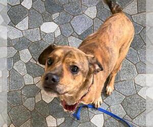 Bogle Dogs for adoption in Poughkeepsie, GA, USA