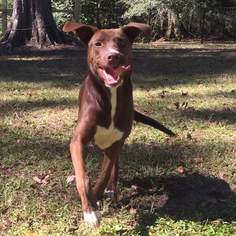 Mutt Dogs for adoption in New Orleans, LA, USA