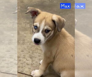 Siberian Husky-Unknown Mix Dogs for adoption in Alexander, AR, USA