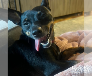 Miniature Pinscher-Unknown Mix Dogs for adoption in Washington, DC, USA