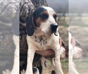 Beagle Dogs for adoption in Mount Vernon, AR, USA