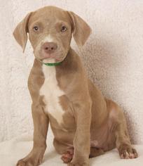 Labmaraner Dogs for adoption in Columbus, GA, USA