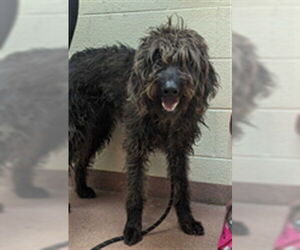Labradoodle Dogs for adoption in Ogden, UT, USA