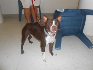 Boston Terrier-Unknown Mix Dogs for adoption in Seguin, TX, USA