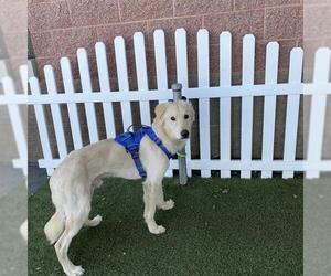 Golden Retriever-Unknown Mix Dogs for adoption in Modesto, CA, USA