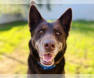 Australian Kelpie Dogs for adoption in Ojai, CA, USA