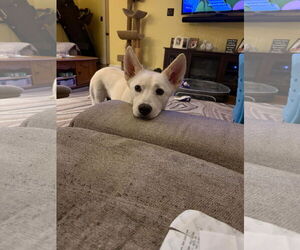 Unknown-white german shepherd Mix Dogs for adoption in Hoffman Estates, IL, USA