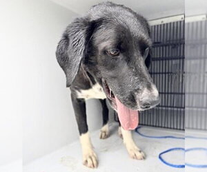 Great Dane-Labrador Retriever Mix Dogs for adoption in Houston, TX, USA