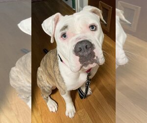 American Bulldog Dogs for adoption in Hillsboro, NH, USA