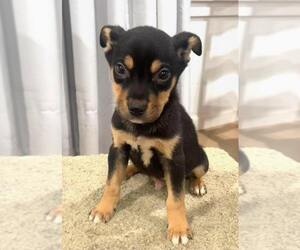 Mutt Dogs for adoption in Dana Point, CA, USA
