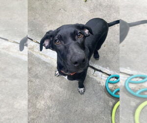 Mutt Dogs for adoption in Elmsford, NY, USA