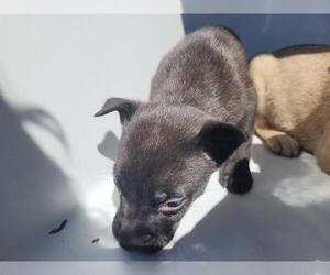 Staffordshire Bull Terrier-Unknown Mix Dogs for adoption in Houston, TX, USA