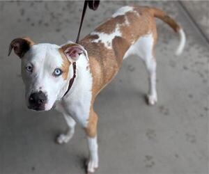 Catahoula Leopard Dog-Unknown Mix Dogs for adoption in Denver, CO, USA