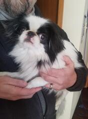 Japanese Chin Dogs for adoption in Inver Grove, MN, USA