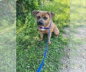 American Pit Bull Terrier Dogs for adoption in Waco, TX, USA