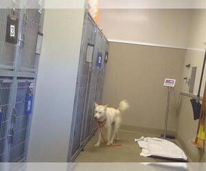 Siberian Husky Dogs for adoption in Sacramento, CA, USA