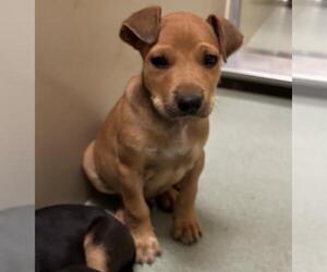 German Shepherd Dog-Unknown Mix Dogs for adoption in Placerville, CA, USA