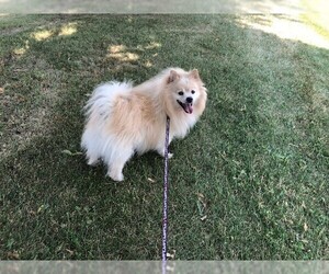 Pomeranian Dogs for adoption in Vaughan, Ontario, Canada