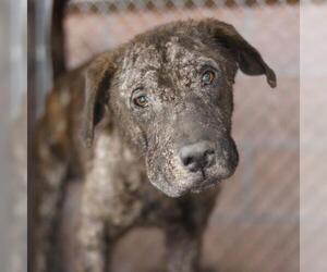 Labrador Retriever-Unknown Mix Dogs for adoption in San Antonio, TX, USA