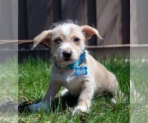 Silky Terrier-Unknown Mix Dogs for adoption in Plymouth, MN, USA