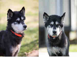 Alaskan Malamute Dogs for adoption in Houston, TX, USA