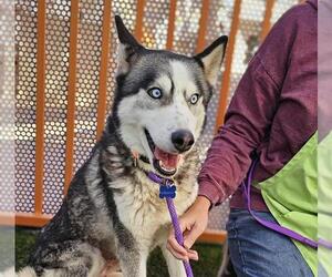 Siberian Husky-Unknown Mix Dogs for adoption in Las Vegas, NV, USA