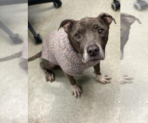 American Staffordshire Terrier Dogs for adoption in San Antonio, TX, USA