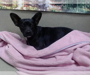 French Bulldog-Unknown Mix Dogs for adoption in Moreno Valley, CA, USA