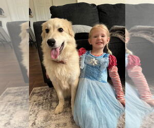 Golden Retriever Dogs for adoption in New Orleans, LA, USA