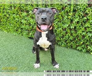 American Pit Bull Terrier Dogs for adoption in West Palm Beach, FL, USA