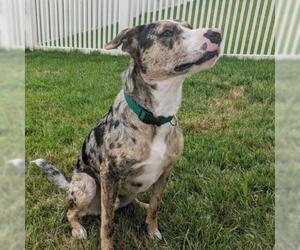 Catahoula Leopard Dog Dogs for adoption in St Louis, MO, USA